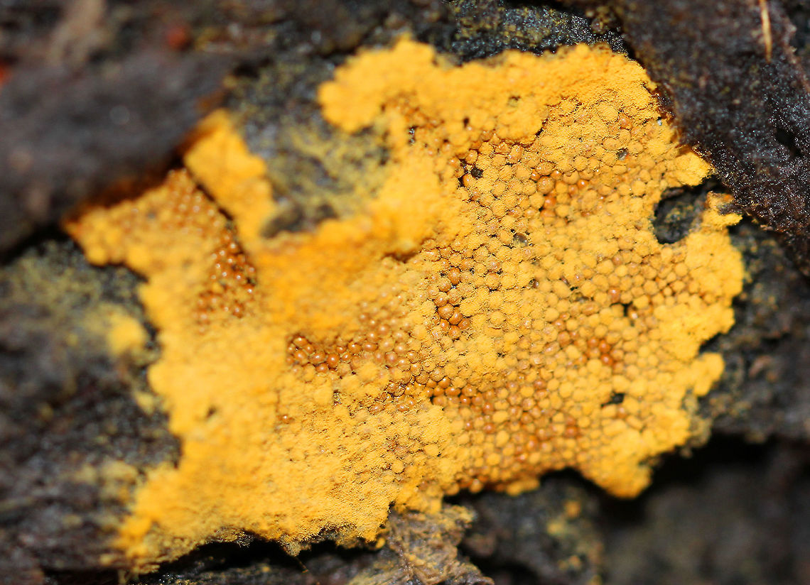 Trichia Slime Mold - Trichia sp. Mature fruiting stage (sporangia) of a slime mold.<br />
<br />
Slime molds spend most of their lives as single-celled organisms that live in soil and prey on bacteria. But, when their food sources are in short supply, thousands of slime mold cells will aggregate to form a mass. They then grow into a fruiting body, which includes a tiny stalk that peeks out of the ground and holds spores. This fruiting body (sporangia) stage is what we commonly see. The sporangia will then release spores and begin the life cycle again. Slime molds often appear to look like fungi, but not actually related to true fungi. Fall,Geotagged,Slime Mold,Trichia,Trichia Slime Mold,United States