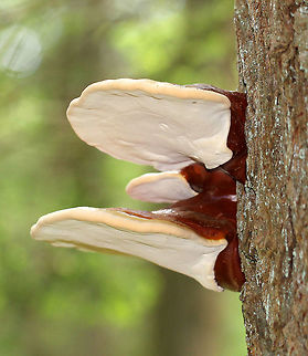 Hemlock Varnish Shelf Large, fan-shaped shelf fungi with shiny, varnished upper surfaces that have lumpy zones. White pores and flesh. There were at least 20 growing on this tree, and all but one were too high to reach. It looked like sizes ranged from 5-20 cm wide. Ganoderma,Ganoderma tsugae,Geotagged,Hemlock Varnish Shelf,Hemlock varnish shelf,Spring,United States,reishi