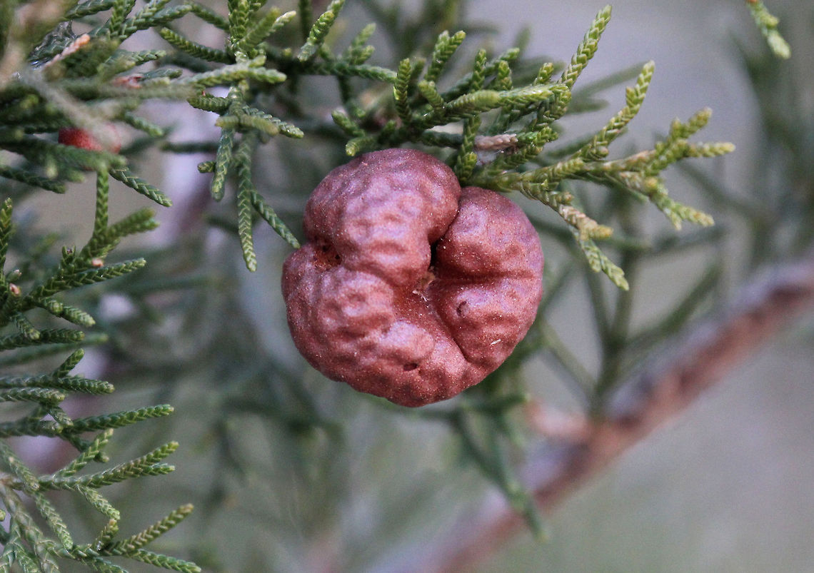 Cedar-apple Rust Galls This is a plant pathogen that causes cedar-apple rust. On Eastern Red Cedar hosts, the fungus produces galls with small, circular depressions.  Cedar-apple Rust Gall,Geotagged,Gymnosporangium,Gymnosporangium juniperi-virginianae,United States,Winter,gall