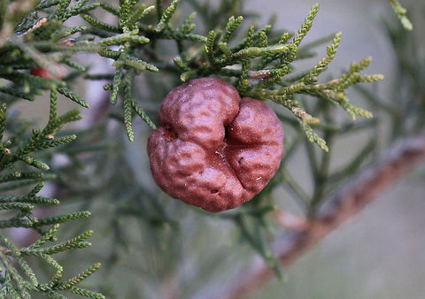 Cedar-apple Rust Galls This is a plant pathogen that causes cedar-apple rust. On Eastern Red Cedar hosts, the fungus produces galls with small, circular depressions.  Cedar-apple Rust Gall,Geotagged,Gymnosporangium,Gymnosporangium juniperi-virginianae,United States,Winter,gall