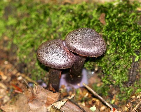 Violet Webcap Deep purple mushrooms with purple caps, flesh, gills, and stem. I saw many of these mushrooms growing throughout the forest, in various sizes and shades of purple/brown. Cortinarius,Cortinarius violaceus,Geotagged,Summer,United States,Violet Webcap,fungi,fungus,mushroom,mushrooms,purple mushrooms
