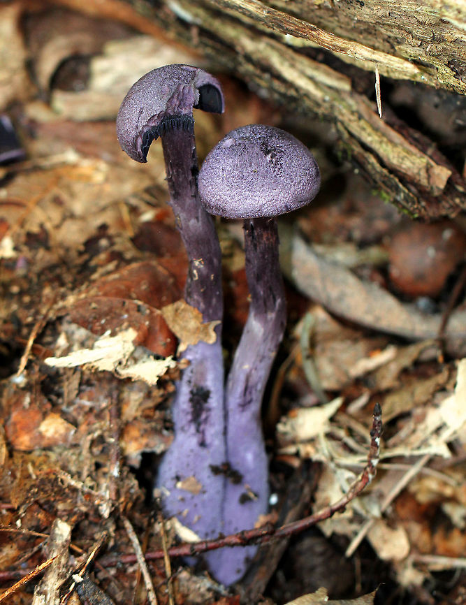 Violet Webcaps Deep purple mushrooms with purple caps, flesh, gills, and stem. I saw many of these mushrooms growing throughout the forest, in various sizes and shades of purple/brown.  Cortinarius violaceus,Geotagged,Summer,United States,Violet Webcaps,fungi,mushrooms