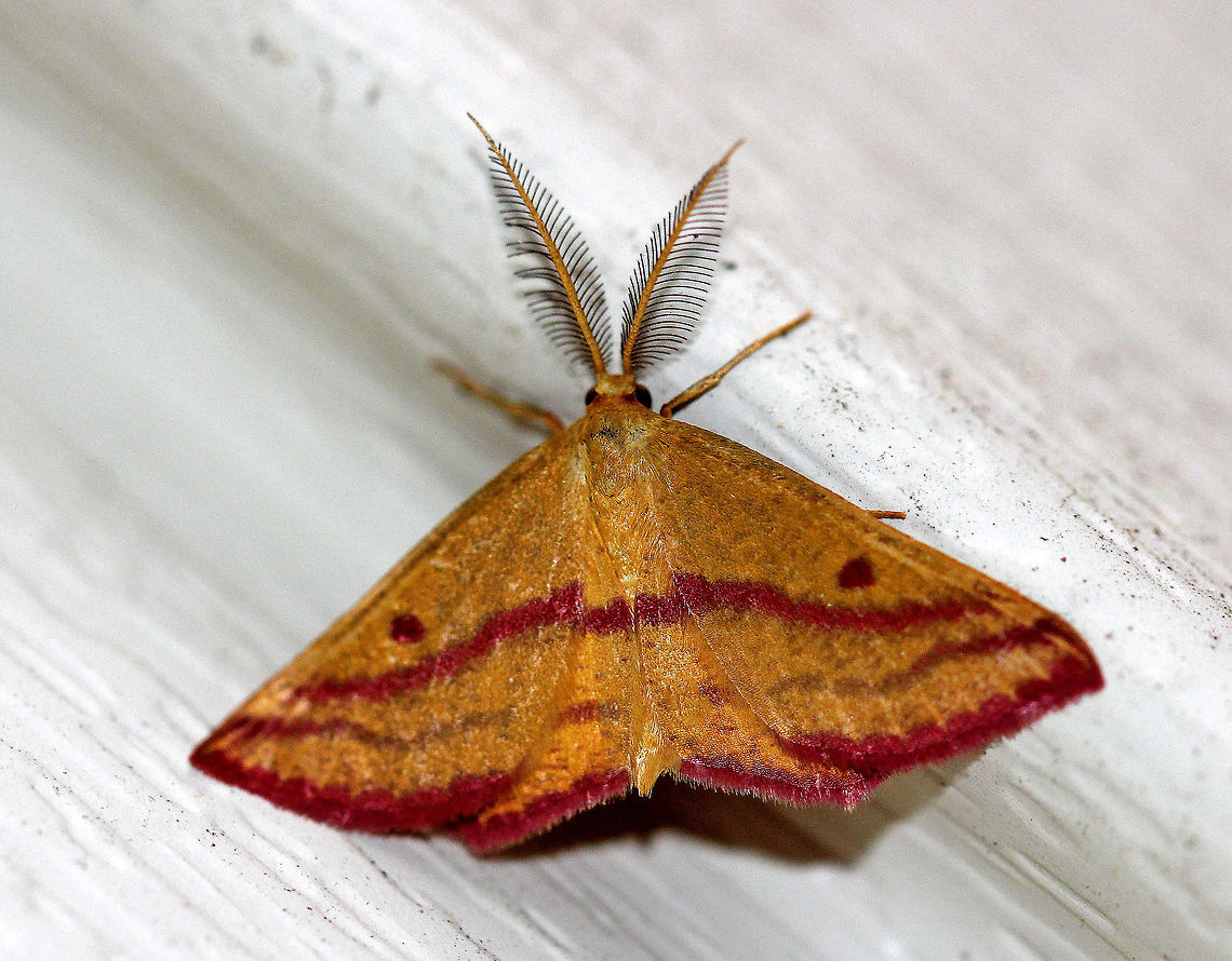 Chickweed Geometer Forewings were tan-yellow with two hot pink bands crossing the outer half of wings. It also had 2 pink spots in the median area of the wings. This moth had very plumose antennae, indicating that it is a male. Chickweed Geometer,Chickweed geometer,Geotagged,Haematopis grataria,Summer,United States,moth,moth week 2018