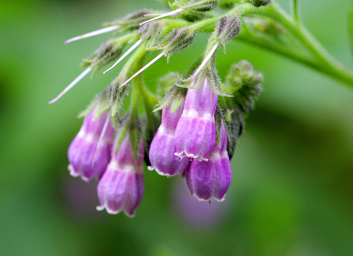 Common Comfrey Tubular purple flowers in drooping clusters. Each flower had a white stripe across the middle.  This plant has been cultivated for many years for its medicinal properties. It has since become naturalized and grows in woodland areas and meadows. Common Comfrey,Geotagged,Spring,Symphytum officinale,United States