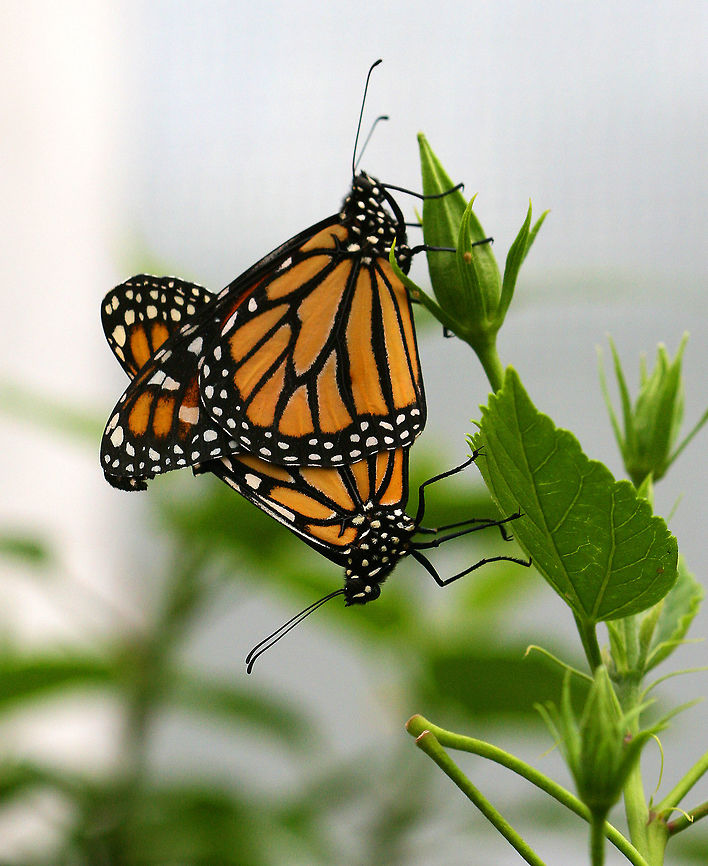 Mating Monarch Butterflies These butterflies were a bright spot of color on a gloomy day!<br />
<br />
Female monarchs have darker veins on their wings, and the males have a spot called the androconium in the center of each hind wing. Males are also slightly larger than females. Danaus plexippus,Geotagged,Monarch butterfly,Spring,United States,butterflies,butterfly,mating monarchs,monarch,monarchs