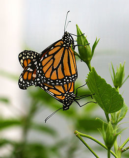 Mating Monarch Butterflies These butterflies were a bright spot of color on a gloomy day!

Female monarchs have darker veins on their wings, and the males have a spot called the androconium in the center of each hind wing. Males are also slightly larger than females. Danaus plexippus,Geotagged,Monarch butterfly,Spring,United States,butterflies,butterfly,mating monarchs,monarch,monarchs