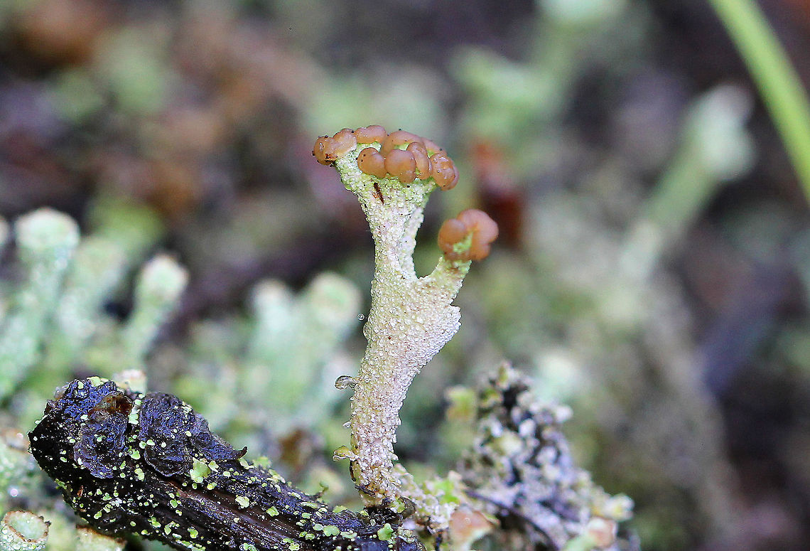 Smooth Cladonia - Cladonia gracilis Lichen with large, green cup-bearing podetia. The cups are wide and brown in color.<br />
<figure class="photo"><a href="https://www.jungledragon.com/image/71159/smooth_cladonia_-_cladonia_gracilis.html" title="Smooth Cladonia - Cladonia gracilis"><img src="https://s3.amazonaws.com/media.jungledragon.com/images/3232/71159_thumb.jpg?AWSAccessKeyId=05GMT0V3GWVNE7GGM1R2&Expires=1759968010&Signature=OEGdVXYFu0oQTN1at5r763q87UI%3D" width="200" height="160" alt="Smooth Cladonia - Cladonia gracilis Lichen with large, green cup-bearing podetia. The cups are wide and brown in color.<br />
https://www.jungledragon.com/image/57175/smooth_cladonia.html Cladonia gracilis,Fall,Geotagged,United States,lichen" /></a></figure> Cladonia,Cladonia gracilis,Fall,Geotagged,Smooth Cladonia,United States,lichen