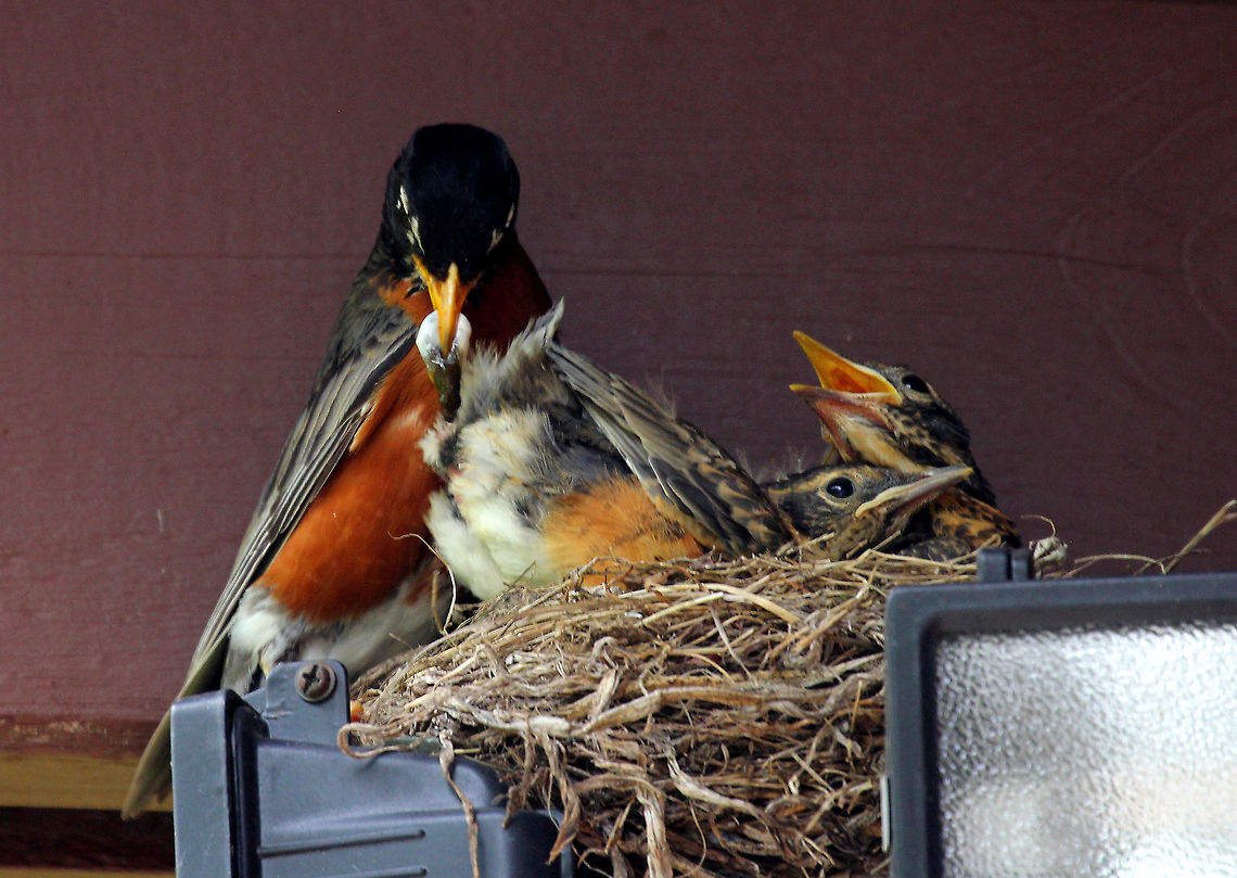 American Robin Removing Fecal Sac American Robins are large songbirds with a round body, long legs, and a long tail. They have gray wings with orange-brown underparts and black heads. This picture shows a parent removing fecal sacs.  <br />
<br />
In this picture, you can see one of the nestlings raising its rear and then the parent removing and eating the fecal sac. The nestlings poop after each meal, producing a white fecal sac. The parent collects the fecal sac and either eats it or carries it away and disposes of it. The sac is made of thick, strong mucus so that the parent can pick it up and carry it without puncturing it. Apparently, newborn baby birds don&#039;t have a lot of bacteria in their intestines, so their poop is safe for the parents to eat - especially for the first few days. This also means that the fecal sacs contain a lot of partially digested food, which the parents can take advantage of nutritionally by eating it. Eating the droppings further allows the parents to give their babies more worms and insects that they find rather than needing to eat this food themselves. But, once the droppings start having more bacteria, the parents are supposed to stop eating them - or so I thought...these nestlings are obviously more than a few days old, and yet the parents are still eating the fecal sacs. I saw this one parent eat two fecal sacs, one right after the other. American Robin,Geotagged,Spring,Turdus migratorius,United States,robin