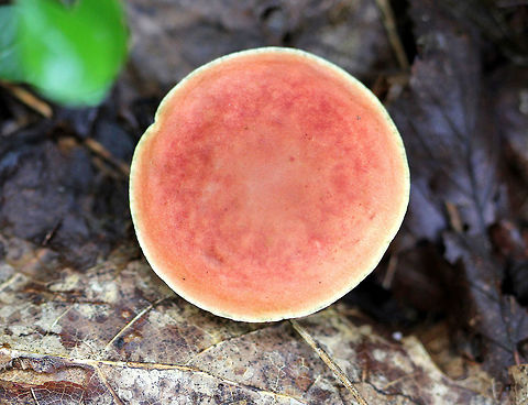 Ruby Bolete Caps were 5-7cm in size, very flat, and red in color with a pale, yellow ring around the margin. Pores were pale yellow. Stem was short and was pale yellow with red streaks. The pores bruised faintly with a very slight touch. Them stem also bruised very quickly and after a gentle touch. Geotagged,Hortiboletus rubellus,Ruby Bolete,Summer,United States,bolete,fungus,mushroom