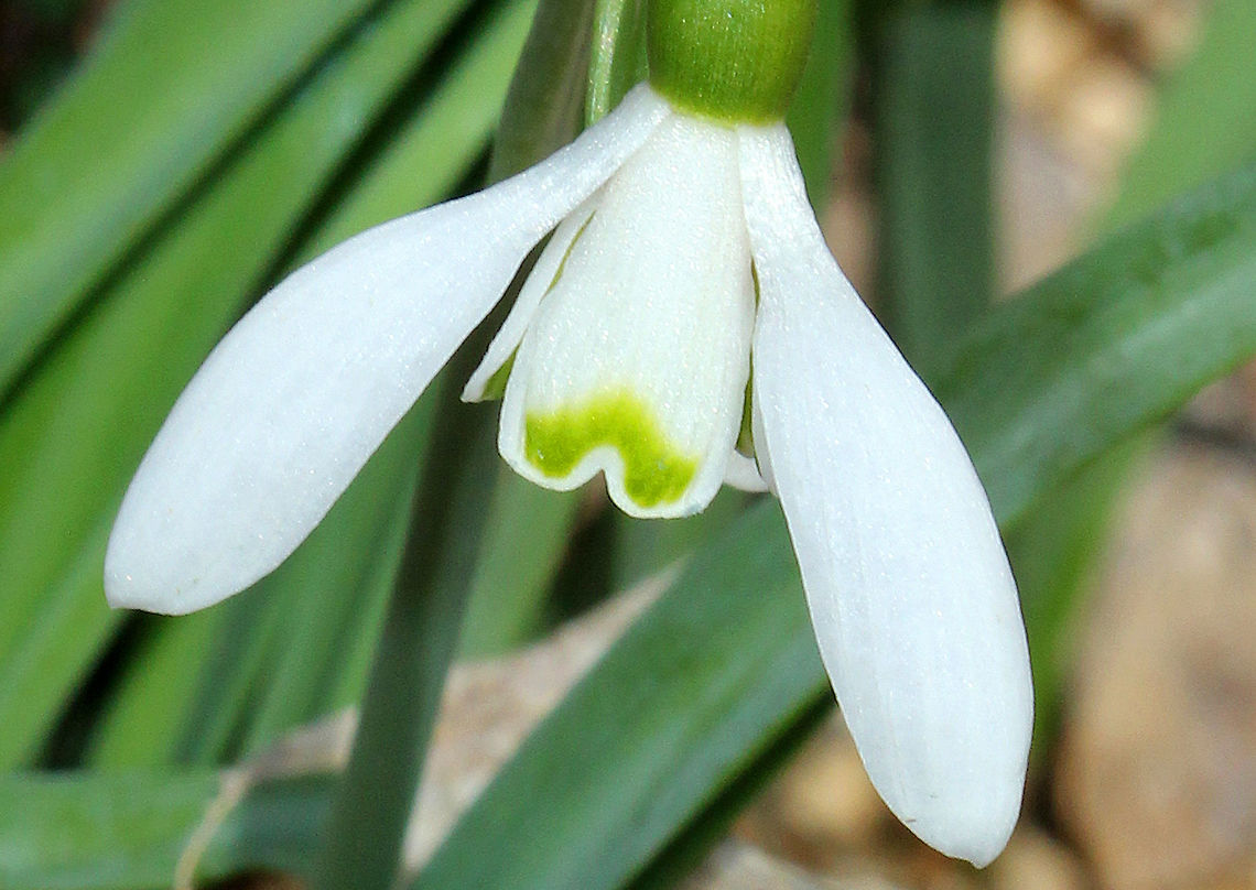 Common Snowdrop Among the first bulbs to bloom in spring, snowdrops have an erect, leafless scape with a solitary, bell-shaped white flower. The flower has six segments - the outer three are larger and more convex than the inner three. The inner segments are usually marked on their outer surface with a green U-shaped mark over the notch at the tip of each tepal. The inner surface has a faint green mark covering most of it.  Common Snowdrop,Common snowdrop,Galanthus,Galanthus nivalis,Geotagged,Spring,United States,flower,white flower,wildflower