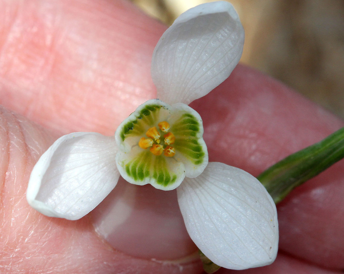 Common Snowdrop Among the first bulbs to bloom in spring, snowdrops have an erect, leafless scape with a solitary, bell-shaped white flower. The flower has six segments - the outer three are larger and more convex than the inner three. The inner segments are usually marked on their outer surface with a green U-shaped mark over the notch at the tip of each tepal. The inner surface has a faint green mark covering most of it.  Common Snowdrop,Common snowdrop,Galanthus,Galanthus nivalis,Geotagged,Snowdrop,Spring,United States,flower,white flower,wildflower