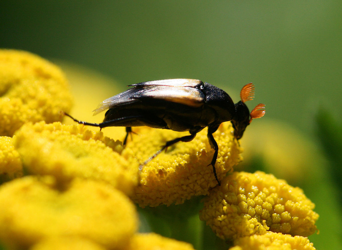 Wedge-shaped Beetle  Geotagged,Macrosiagon,Macrosiagon dimidiata,Summer,United States,Wedge-shaped Beetle,beetle