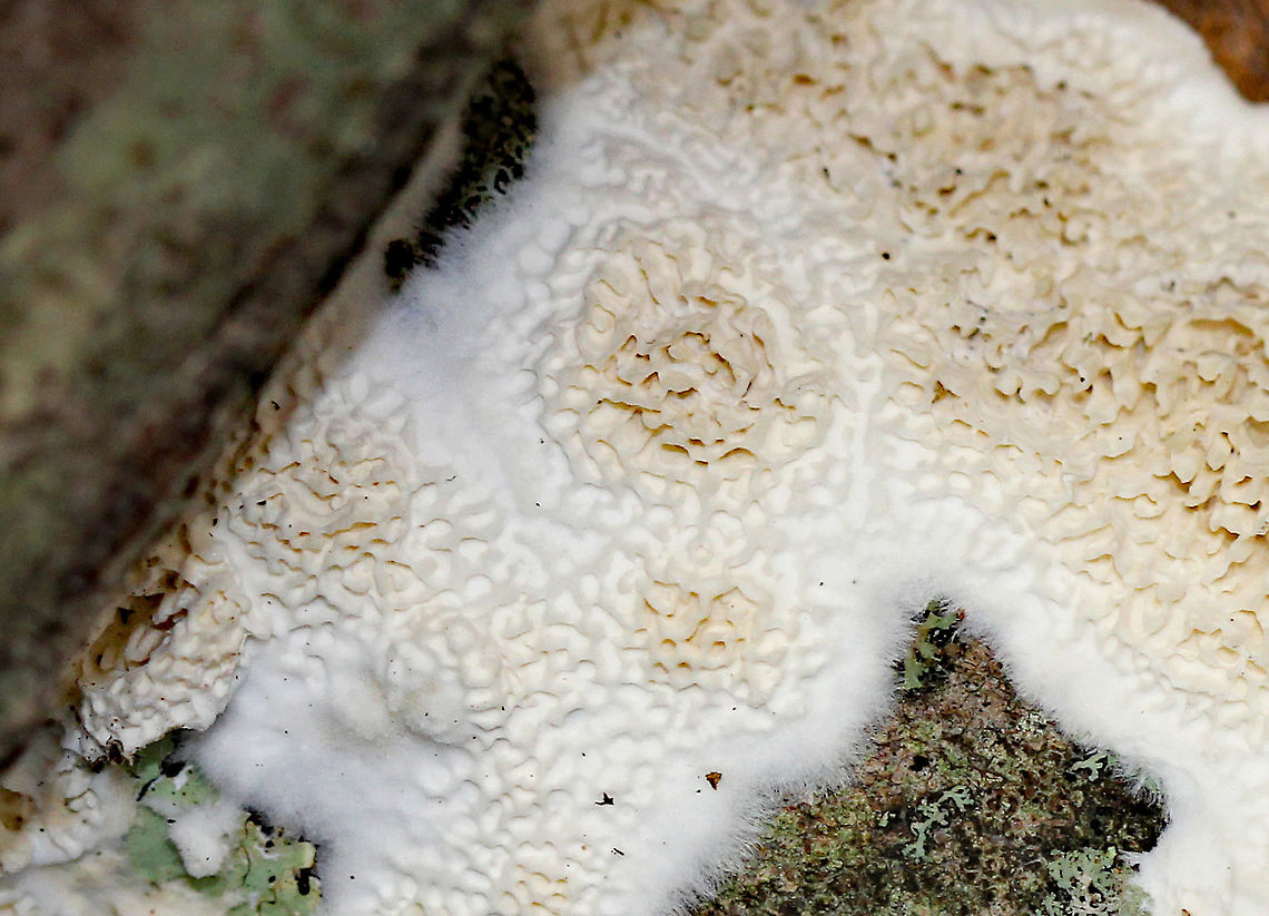 Irpex lacteus  Fall,Geotagged,Irpex lacteus,Milk-white toothed polypore,United States,fungus,irpex,irpex lacteus,polypore,resupinate polypore