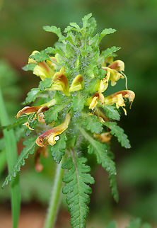 Lousewort - Pedicularis canadensis A hairy plant with a short, dense cluster of terminal 2-lipped flowers that are yellow and red in color. Long, basal leaves that are deeply divided into toothed lobes.

The genus and common names refer to a superstition that livestock would become infested with lice if they ate this plant.
https://www.jungledragon.com/image/71417/lousewort_-_pedicularis_canadensis.html Geotagged,Lousewort,Pedicularis,Pedicularis canadensis,Spring,United States