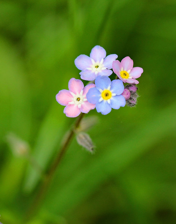 Forget-Me-Nots - Myosotis sp. Flowers with 5 sepals and petals. They were approximately 1cm in diameter. Flowers can be blue, pink, white, or yellow with yellow or white centers.  Forget-Me-Nots,Geotagged,Myosotis,Spring,United States,flowers,scorpion grass,wildflowers