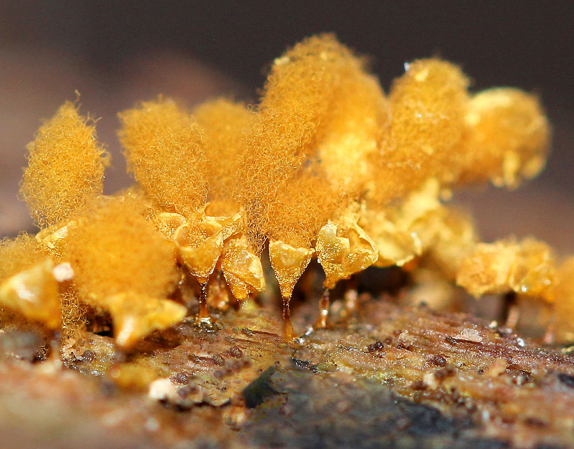Hemitrichia Calyculata It&#039;s hard to describe this slime mold except to say that it was exceptionally beautiful and tiny! They looked like yellow goblets with tall afros. The sporangia were stalked, crowded, and had yellow cups on the stalks. The stalks were brown and were less than 1 mm tall. Altogether, they were about 4 mm tall. Fall,Geotagged,Hemitrichia,Hemitrichia Calyculata,Hemitrichia calyculata,United States,slime mold