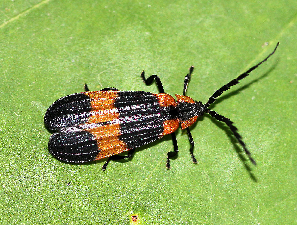 Banded Net-Winged Beetle The elytra are orange with a median and a terminal black band. Also, there are elevated ridges that go lengthwise and cross-wise along the elytra.  Banded Net-Winged Beetle,Banded net-winged beetle,Calopteron,Calopteron discrepans,Geotagged,Summer,United States,beetle
