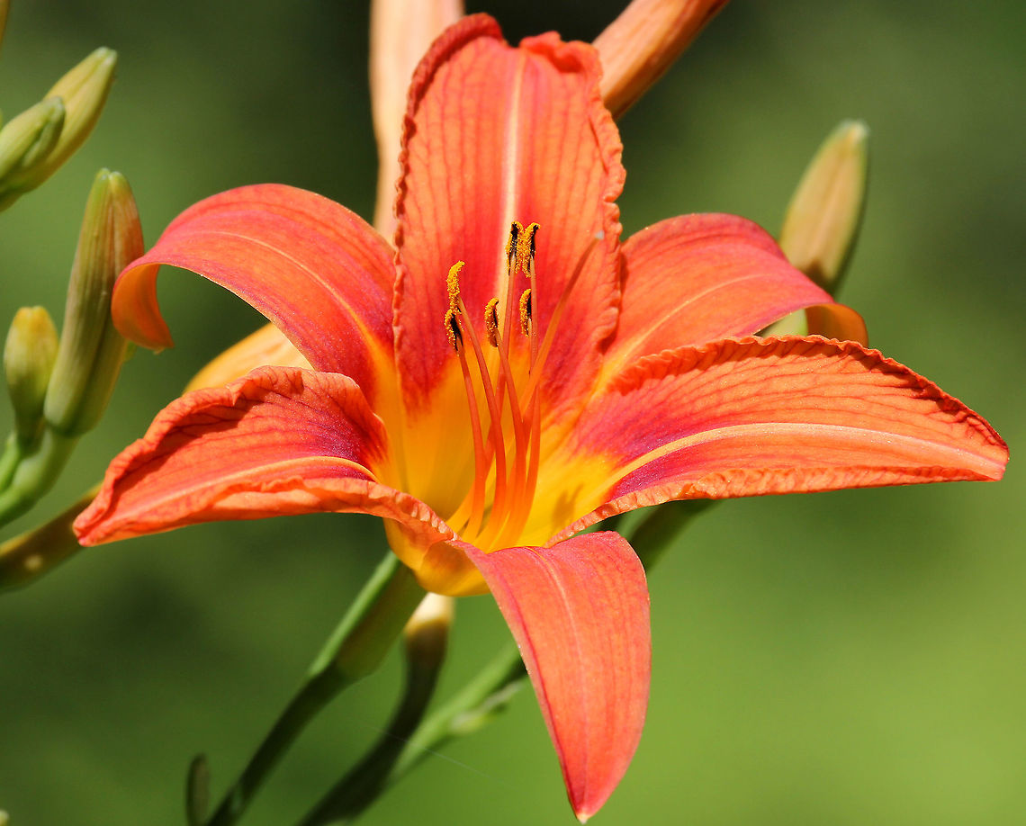 Orange Daylily Large, orange flowers that are 5&quot; in diameter. Individual flowers open for only one day. Flower scapes can rise up to 6&#039; tall from a large clump of thick, blade-like, green leaves. Daylily,Geotagged,Hemerocallis,Hemerocallis fulva,Orange Daylily,Summer,United States,flower,lily,orange flower