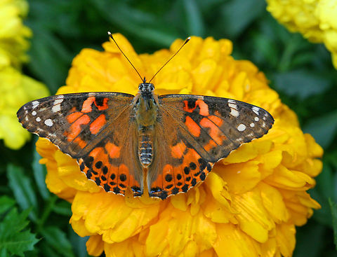 Painted Lady The Painted Lady is a large butterfly, which is identified by the black and white corners of its mainly deep orange, black-spotted wings. It has five white spots in the black forewing tips and while the orange areas may be pale here and there, there are no clean white dots in them. The hindwings carry four small submarginal eyespots on dorsal and ventral sides.  Geotagged,Painted Lady,Spring,United States,Vanessa,Vanessa cardui,butterfly