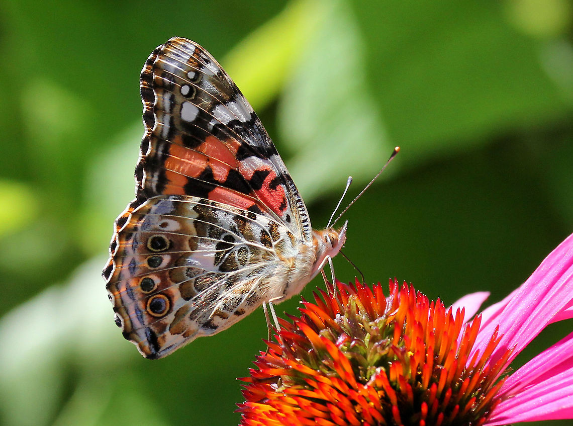Painted Lady This butterfly species can be identified by the black and white corners of its orange and black-spotted wings. It has five white spots in the black forewing tips. The hindwings have four small submarginal eyespots on the dorsal and ventral sides.  Geotagged,Painted Lady,Summer,United States,Vanessa cardui,butterfly,vanessa