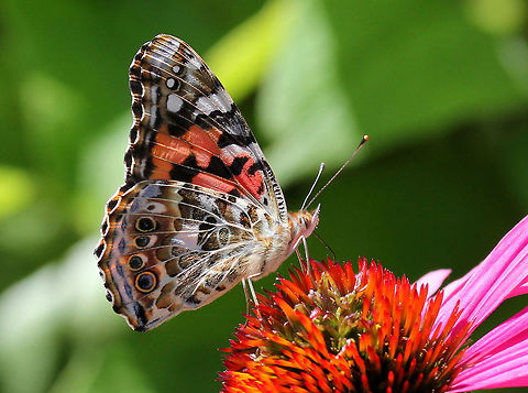 Painted Lady This butterfly species can be identified by the black and white corners of its orange and black-spotted wings. It has five white spots in the black forewing tips. The hindwings have four small submarginal eyespots on the dorsal and ventral sides.  Geotagged,Painted Lady,Summer,United States,Vanessa cardui,butterfly,vanessa