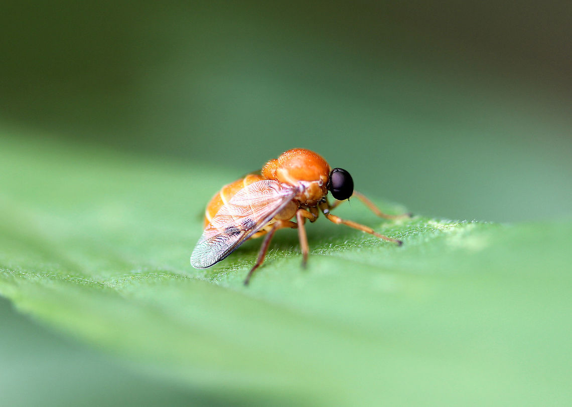 Acrocerid Fly  Acrocerid Fly,Geotagged,Ocnaea,Ocnaea auripilosa,Small headed fly,Summer,United States,fly