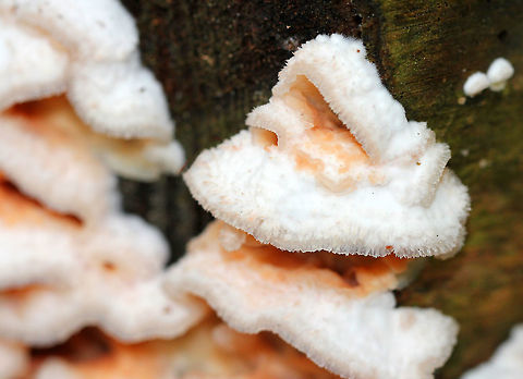 Trembling Phlebia Fruiting bodies were 2-5 cm across and irregularly shaped. As they mature, the upper edges of the fruiting bodies become bracket-like, and the spore-bearing surface turns pinkish orange. There are no true pores on the gelatinous fertile surface though; rather, it is covered in deep wrinkles. The upper surface is white and fuzzy. Geotagged,Jelly Rot,Phlebia,Phlebia tremellosa,Summer,Trembling Phlebia,United States,fungus