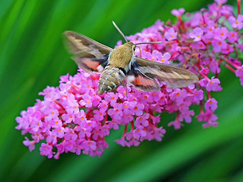White-lined Sphinx Very fast flying moth that resembles a hummingbird. It's mostly drab olive and tan, except for a pink median band on the hindwing. Close to 4cm in size.  Adults usually fly during the crepuscular and night hours of the day, but I saw this one midday during a solar eclipse. Geotagged,Hyles,Hyles lineata,Summer,United States,White-lined Sphinx,White-lined sphinx,moth,moth week 2018