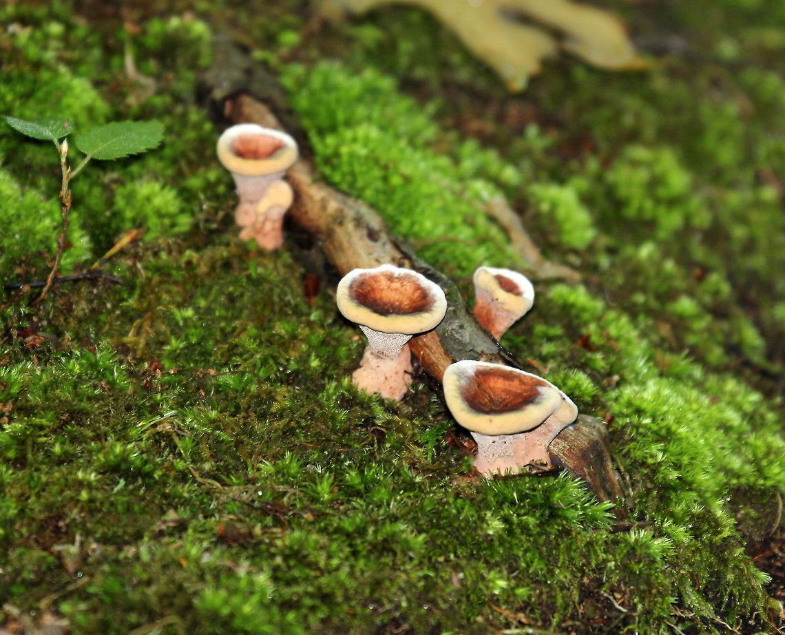 Hydnellum Mushrooms - Hydnellum sp. Mushrooms were 2-5cm tall. Caps were sunken and were brownish red in the center and cream colored around the edges.  Geotagged,Hydnellum,Hydnellum Mushrooms,Summer,United States,fungi,fungus,mushrooms