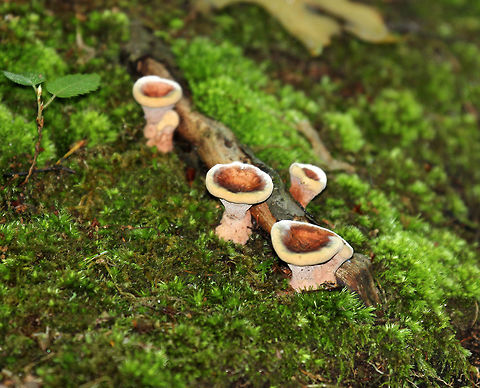 Hydnellum Mushrooms - Hydnellum sp. Mushrooms were 2-5cm tall. Caps were sunken and were brownish red in the center and cream colored around the edges.  Geotagged,Hydnellum,Hydnellum Mushrooms,Summer,United States,fungi,fungus,mushrooms