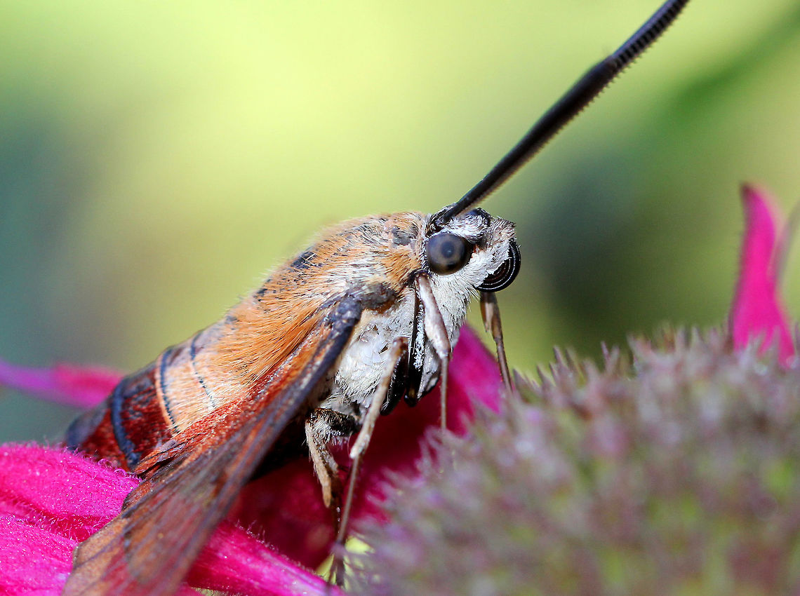 Hummingbird Clearwing Moth This moth looked like it was about 100 years old. I spotted it this morning resting on bee balm in a garden.  Geotagged,Hemaris,Hemaris thysbe,Hummingbird Clearwing,Hummingbird Clearwing Moth,Summer,United States,moth