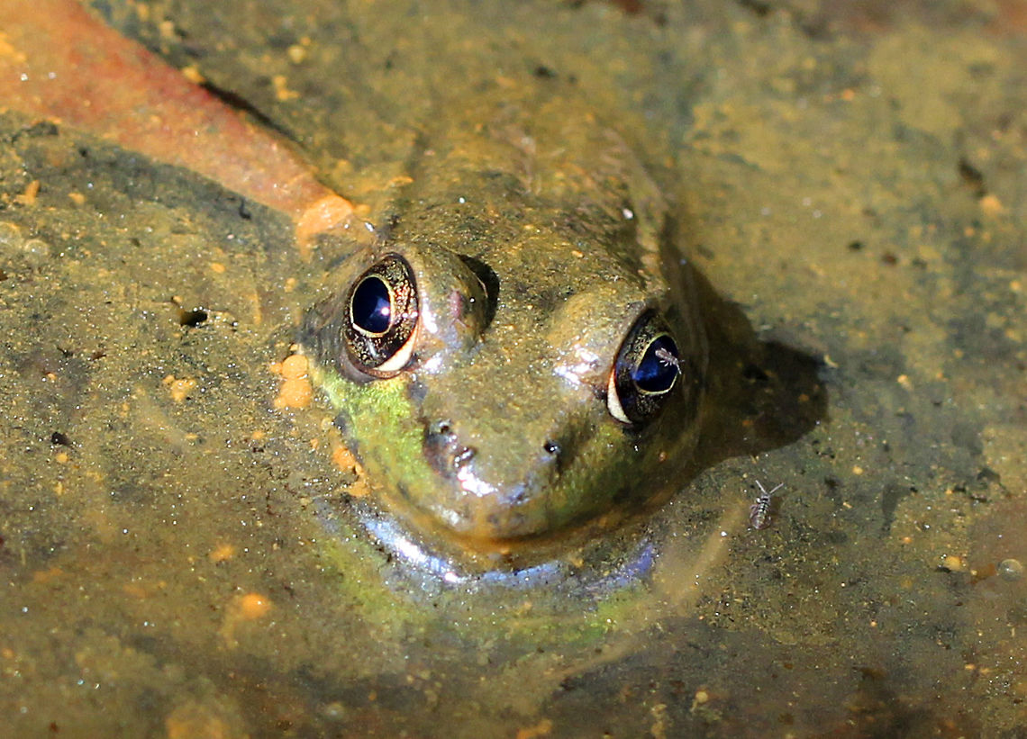 Green Frog I don&#039;t know how this frog could tolerate the fly sitting on it&#039;s eyeball, but it didn&#039;t seem to mind. This small green frog was in a very stagnant woodland pool and was cold to the touch when I picked it up. It had slow reflexes and was easy to catch. Green frogs have dorsolateral ridges that run down the sides of their backs, which distinguishes them from bullfrogs, which lack them. Fall,Geotagged,Green Frog,Green frog,Lithobates,Lithobates clamitans,United States,frog