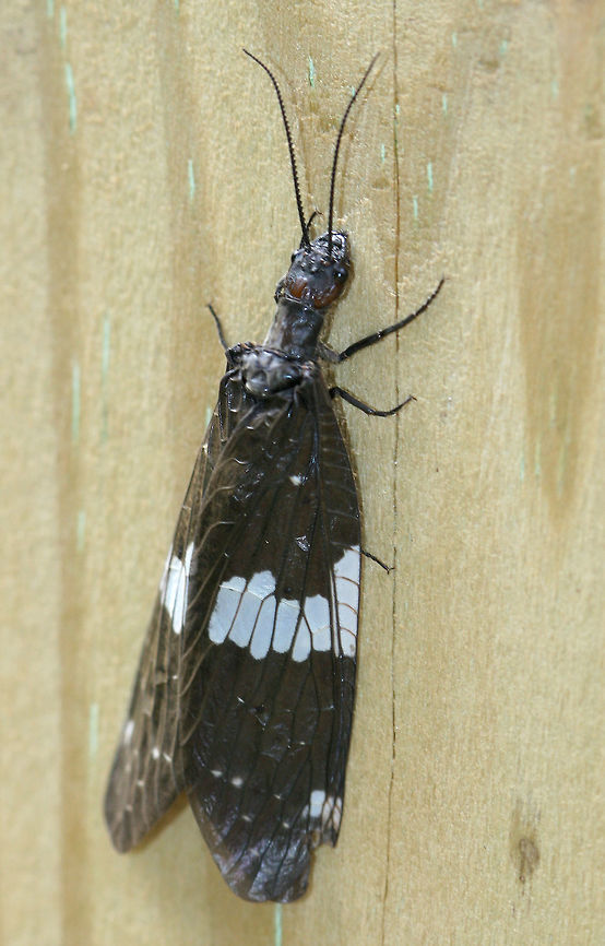 Dark Fishfly I spotted this fishfly next to a fast moving stream.  They tend to only inhabit streams with very good water quality. Dark Fishfly,Geotagged,N. fasciatus,Nigronia,Nigronia fasciata,Spring,United States,fishfly