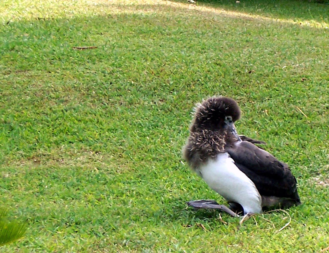 Masked Booby Juvenile An unfortunately bad shot of a very cool bird! Geotagged,Masked Booby,Masked Booby juvenile,Masked booby,Spring,Sula,Sula dactylatra,United States,bird