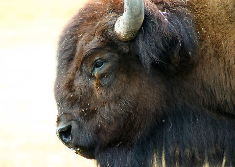 American Bison Shaggy, dark brown inner coat; lighter in Summer. Both sexes have horns. Live in herds of thousands. There are numerous bison ranches in Oregon, and some of the bison have managed to escape captivity and roam the mountainous areas. American Bison,American bison,Bison bison,Geotagged,Summer,United States,bison,buffalo