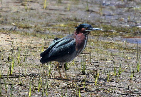 Green Heron - Butorides virescens This bird has a velvet-green back, rich chestnut body, and a dark cap often raised into a short crest.
https://www.jungledragon.com/image/71535/green_heron_-_butorides_virescens.html Butorides,Butorides virescens,Geotagged,Green Heron,Green heron,Spring,United States,heron