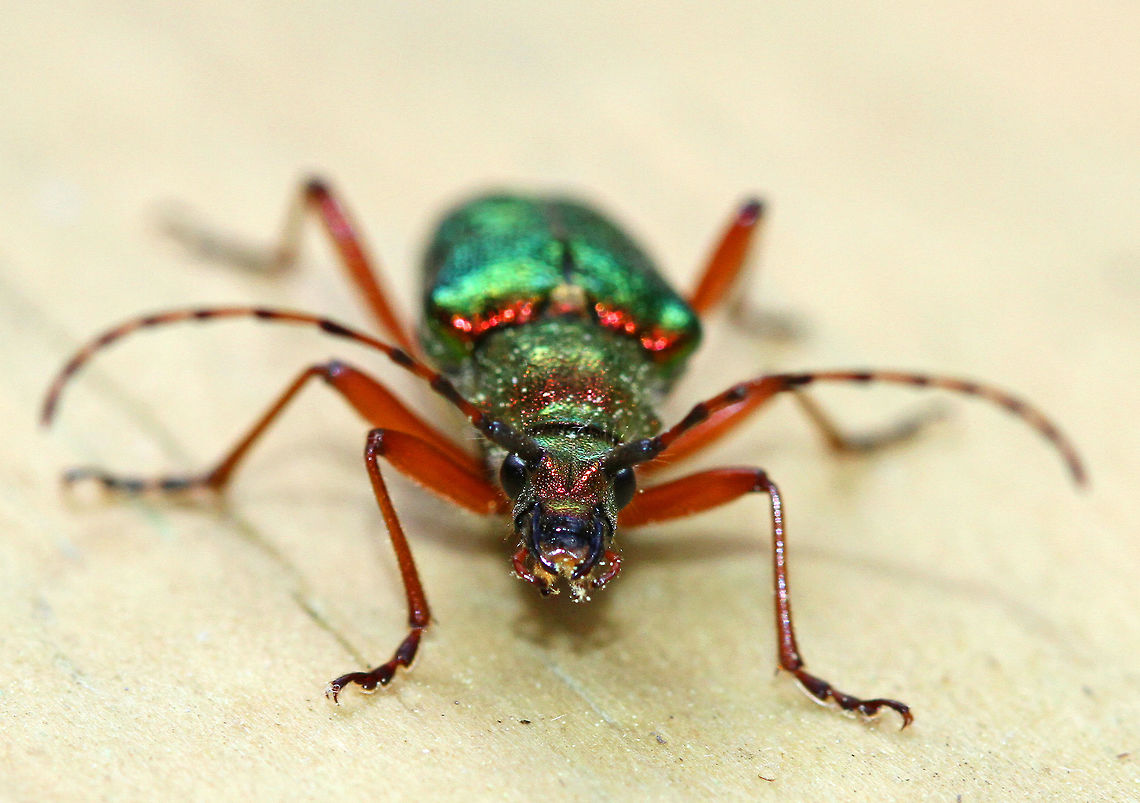 Longhorned Beetle This species may be distinguished from similar metallic species by the absence of a longitudinal impression on the pronotum, less acute pronotal tubercles, and the reddish legs. Anthophylax,Anthophylax cyaneus,Geotagged,Longhorned Beetle,Spring,United States,beetle