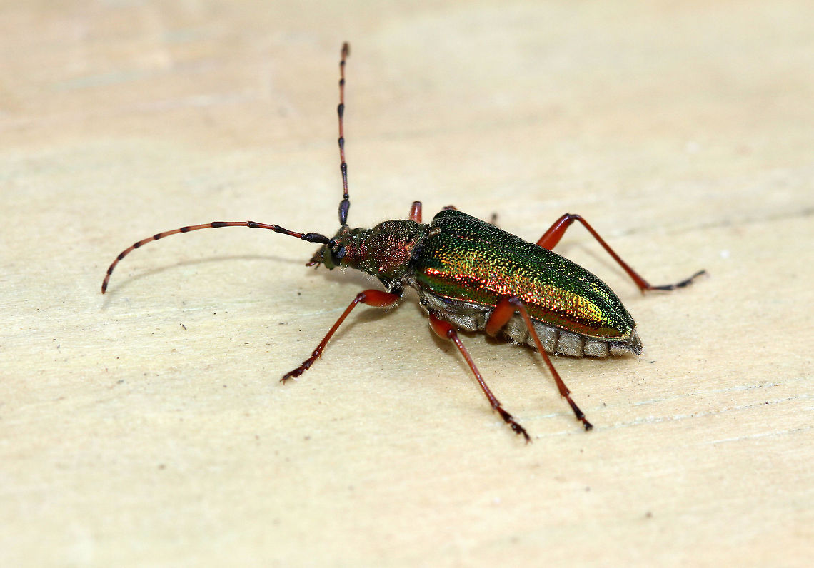 Longhorned Beetle This species may be distinguished from similar metallic species by the absence of a longitudinal impression on the pronotum, less acute pronotal tubercles, and the reddish legs.  Anthophylax,Anthophylax cyaneus,Geotagged,Longhorned Beetle,Spring,United States,beetle