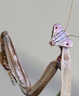 Chinese Mantis - Tenodera sinensis The Chinese mantis is a long, slender, brown and green praying mantis. It is typically longer than other praying mantises species reaching just over 11 cm and is the largest mantis species in North America. Its color can vary from overall green to brown with a green lateral stripe on the borders of the front wings.


Habitat: I spotted this mantis on my deck - it was trying to clean some debris off its leg.
https://www.jungledragon.com/image/71932/chinese_mantis_-_tenodera_sinensis.html
https://www.jungledragon.com/image/71933/chinese_mantis_-_tenodera_sinensis.html Chinese Mantis,Chinese mantis,Fall,Geotagged,Tenodera sinensis,United States,mantis,praying mantis