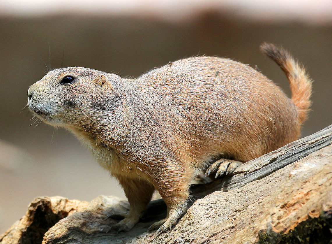 Black-Tailed Prairie Dog Prairie dogs have been vilified by ranchers in the western US, and staunch efforts were made to eradicate entire populations. As a result, they are not as common as they once were; but, many prairie dog colonies have persisted in protected areas. Amazingly, the largest prairie dog town ever discovered covered 64,000 km2 and included 400 million individuals! <br />
<br />
 I spotted this Black-Tailed Prairie Dog in a zoo.<br />
<br />
 Although they are often viewed as a pest species (potential agricultural concerns and possibly serving as a reservoir for bubonic plague), prairie dogs have an important role in the ecosystem. One obviously crucial role is the fact that they provide a vital link in food webs since they are primary consumers. For example, Black-footed Ferrets, which are highly endangered mammals, rely on prairie dog colonies for food and shelter. This reliance is intimately tied to the near extinction of Black-footed Ferrets in the wild because of the large scale eradication of prairie dogs.  Black-Tailed Prairie Dog,Cynomys,Prairie Dog