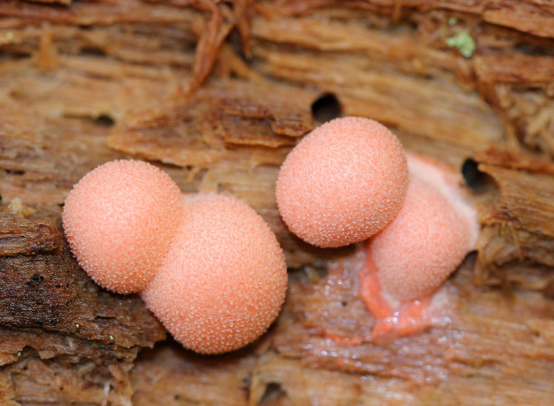 Wolf's Milk Small, pink aethalia that resemble fuzzy pink blobs.<br />
<br />
The life cycle of slime molds is very interesting and complex. Here is a simplified description of what goes on...Slime molds form structures called plasmodia, which actually lack cell walls. Plasmodia are able to move up to an inch an hour - their motion being the result of protoplasm that flows through the organism in a rhythmic motion. The masses of protoplasm move around and engulf particles of food in an amoeboid manner. Eventually, when the plasmodia runs out of food, it transforms into sporangia, which (simplistically) are balls of spores. These "sporangia spore balls" are called the aethalia, which are the fruiting bodies of the slime mold. Fall,Geotagged,Lycogala,Lycogala epidendrum,United States,Wolf's Milk,Wolf's milk,slime mold