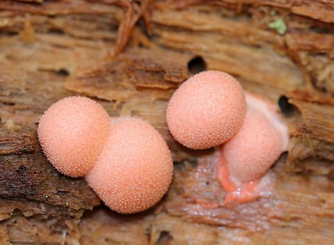 Wolf's Milk Small, pink aethalia that resemble fuzzy pink blobs.

The life cycle of slime molds is very interesting and complex. Here is a simplified description of what goes on...Slime molds form structures called plasmodia, which actually lack cell walls. Plasmodia are able to move up to an inch an hour - their motion being the result of protoplasm that flows through the organism in a rhythmic motion. The masses of protoplasm move around and engulf particles of food in an amoeboid manner. Eventually, when the plasmodia runs out of food, it transforms into sporangia, which (simplistically) are balls of spores. These "sporangia spore balls" are called the aethalia, which are the fruiting bodies of the slime mold. Fall,Geotagged,Lycogala,Lycogala epidendrum,United States,Wolf's Milk,Wolf's milk,slime mold