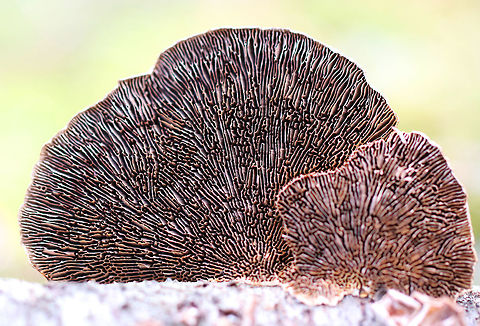 Thin Walled Maze Polypore Thin cap with bumpy zones of white and tan colors. The pore surface tends to bruise red with this fungus, but this was an old specimen that didn't bruise. The pore surface had elongated, maze-like pores. The entire fruiting body was approximately 9cm wide. Daedaleopsis,Daedaleopsis confragosa,Geotagged,Thin Walled Maze Polypore,United States,Winter,polypore