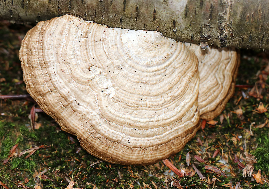 Thin Walled Maze Polypore Thin cap with bumpy zones of white and tan colors. The pore surface tends to bruise red with this fungus, but this was an old specimen that didn&#039;t bruise. The pore surface had elongated, maze-like pores. The entire fruiting body was approximately 9cm wide.  Daedaleopsis,Daedaleopsis confragosa,Geotagged,Thin Walled Maze Polypore,United States,Winter,polypore
