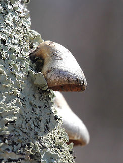 Birch Polypore An annual birch polypore with kidney-shaped caps that are whitish to brownish with the pore surface being whitish (or brown with age). It's very common on birch trees. The surface of the fruiting body was traditionally used as a strop for sharpening the edges on razors. "Ötzi the Iceman" (the 5,000-year-old mummy found in Tyrol) was found to be carrying this fungus.  Birch Polypore,Birch polypore,Fomitopsis,Fomitopsis betulina,Geotagged,Spring,United States,polypore