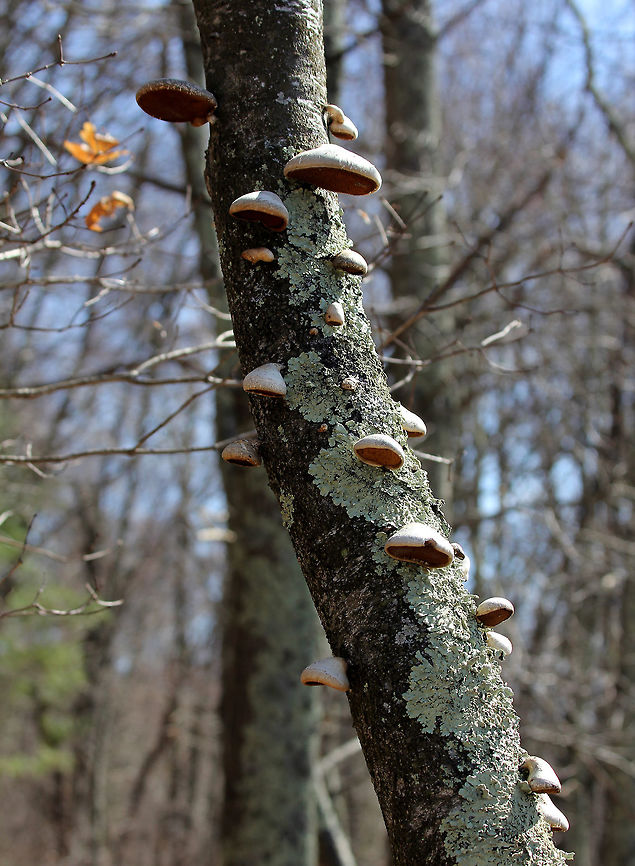 Birch Polypore An annual birch polypore with kidney-shaped caps that are whitish to brownish with the pore surface being whitish (or brown with age). It&#039;s very common on birch trees. The surface of the fruiting body was traditionally used as a strop for sharpening the edges on razors. &quot;&Ouml;tzi the Iceman&quot; (the 5,000-year-old mummy found in Tyrol) was found to be carrying this fungus.  Birch Polypore,Birch polypore,Fomitopsis,Fomitopsis betulina,Fungi,Geotagged,Spring,United States,fungus,mushrooms,polypore
