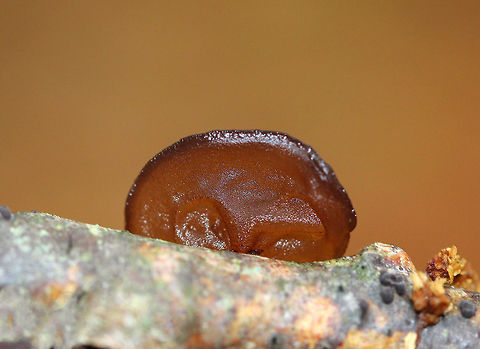 Amber Jelly Roll Individual fruiting bodies that were reddish brown and had large concave depressions surrounded by ridges. 
https://www.jungledragon.com/image/70850/amber_jelly_roll_-_exidia_recisa.html
https://www.jungledragon.com/image/70849/amber_jelly_roll_-_exidia_recisa.html
https://www.jungledragon.com/image/70848/amber_jelly_roll_-_exidia_recisa.html Amber Jelly Roll,Exidia,Exidia recisa,Fall,Geotagged,United States,fungus