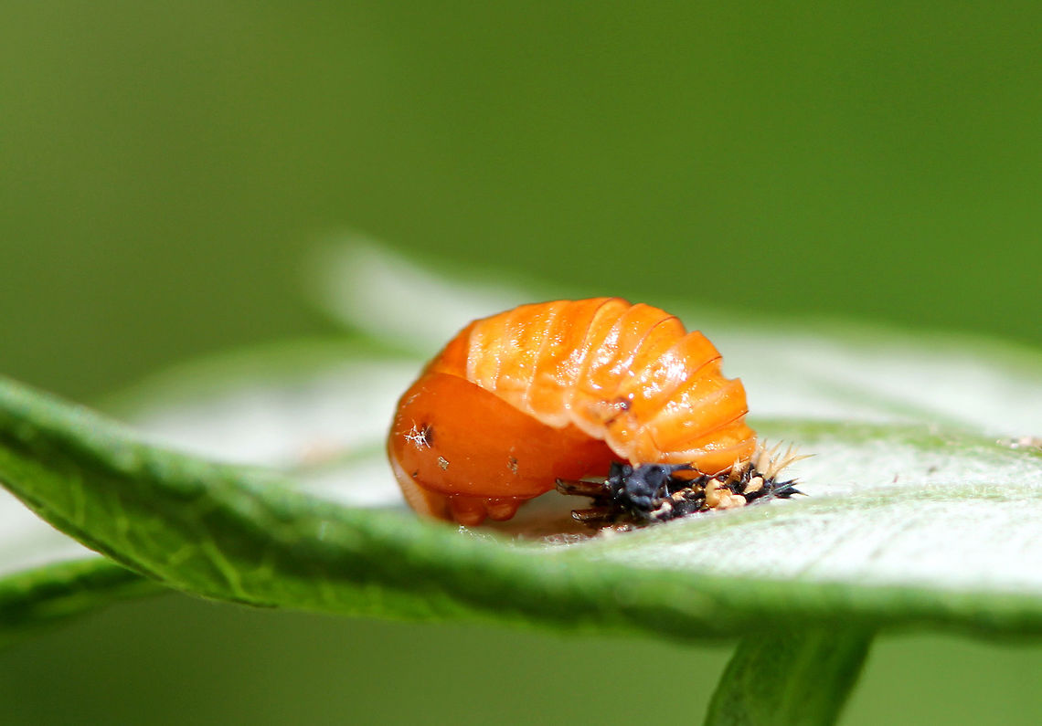 Multicolored Asian Lady Beetle Pupa Small orange pupa, which was "glued" to a leaf. Geotagged,Harlequin Ladybird,Harmonia,Harmonia axyridis,Multicolored Asian Lady Beetle,Multicolored Asian Lady Beetle pupa,Summer,United States,ladybug pupa,pupa