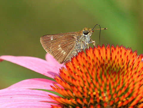 Northern Broken Dash  Geotagged,Northern Broken Dash,Summer,United States,Wallengrenia,Wallengrenia egeremet,butterfly