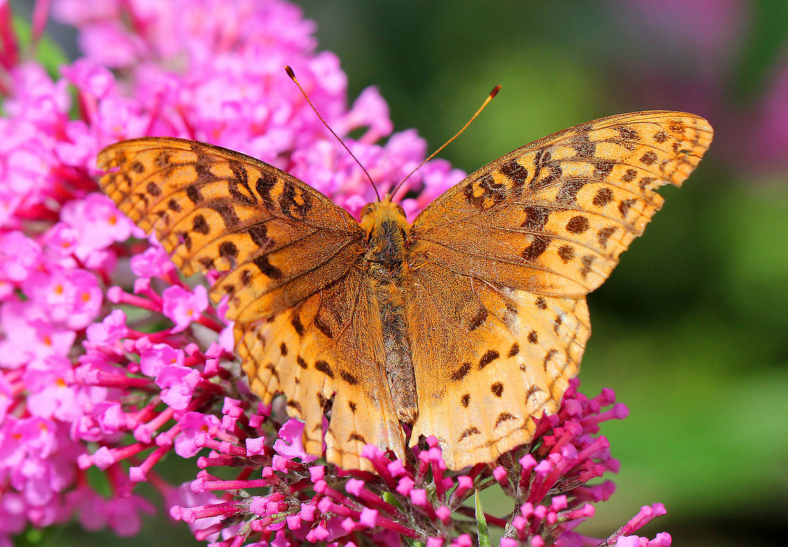 Great Spangled Fritillary Large butterfly with mostly brown, orange, and black coloring. The underside of the hindwings have large, silver spots. Geotagged,Great Spangled Fritillary,Speyeria,Speyeria cybele,Summer,United States,butterfly